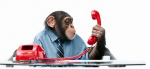 scimmia-ascolta-telefono