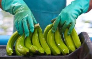 Banana e rischi nutrizionali