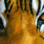 Chi la dura la vince proverbio